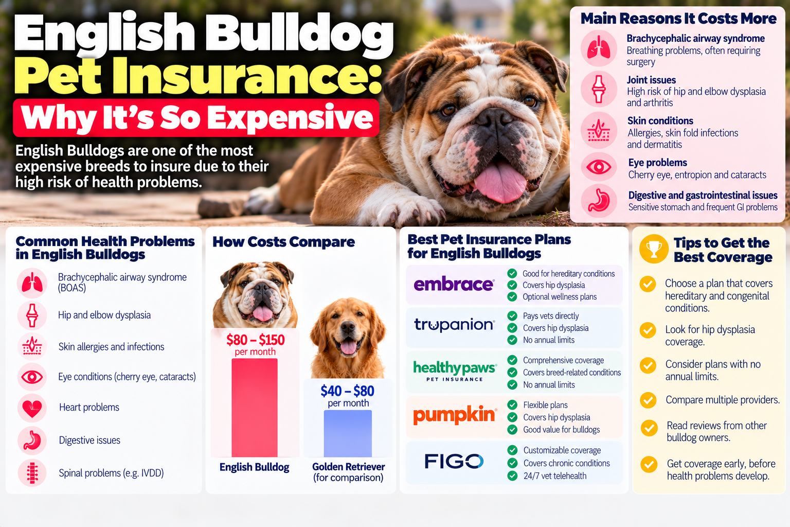 english bulldog pet insurance guide from PawCoverGuide